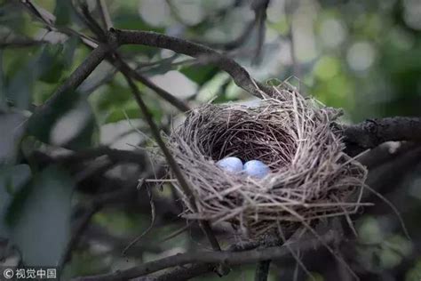 有鳥築巢|鳥巢看鳥的個性…. 自從去年有白頭翁來我陽台樹上築。